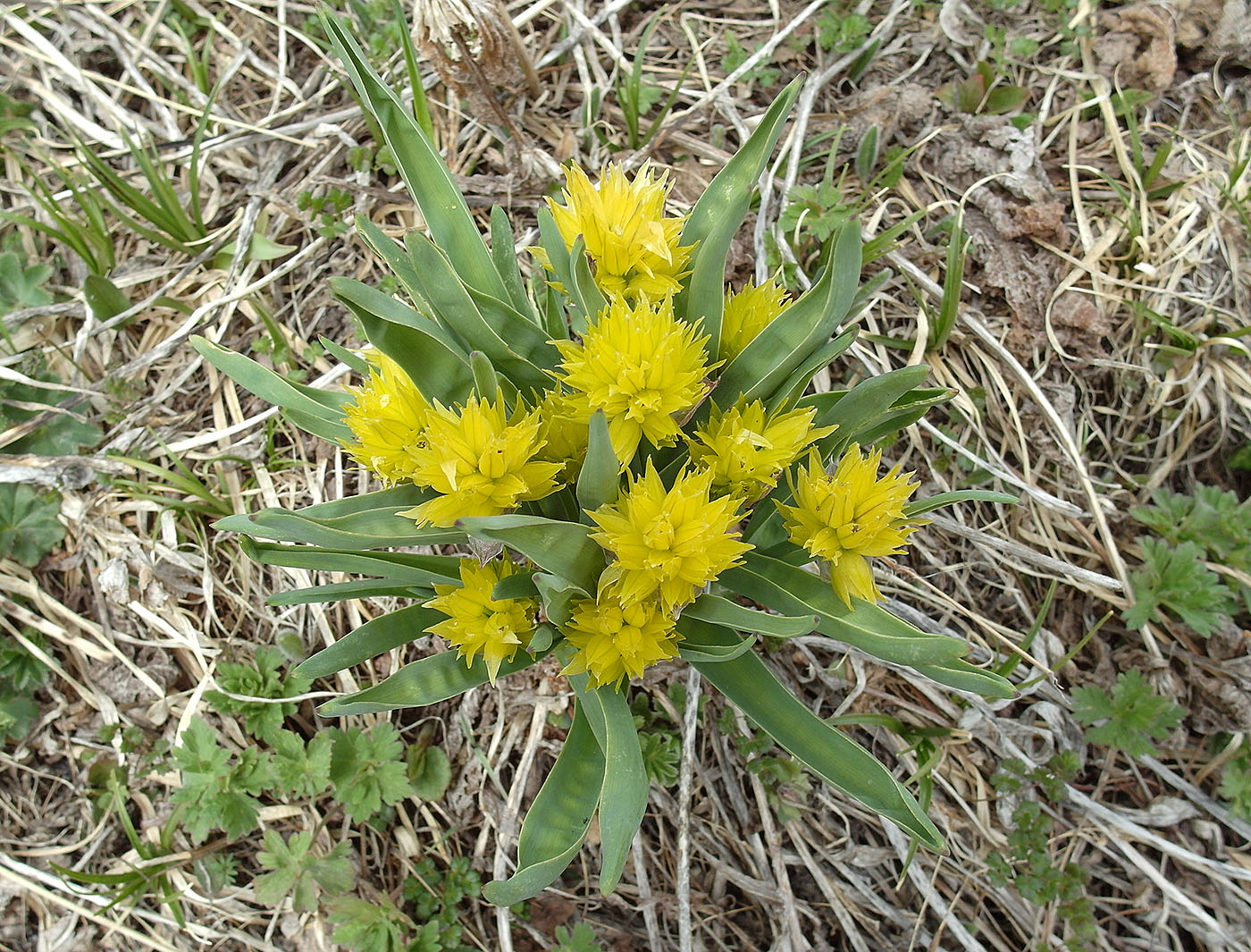 Image of Allium semenowii specimen.