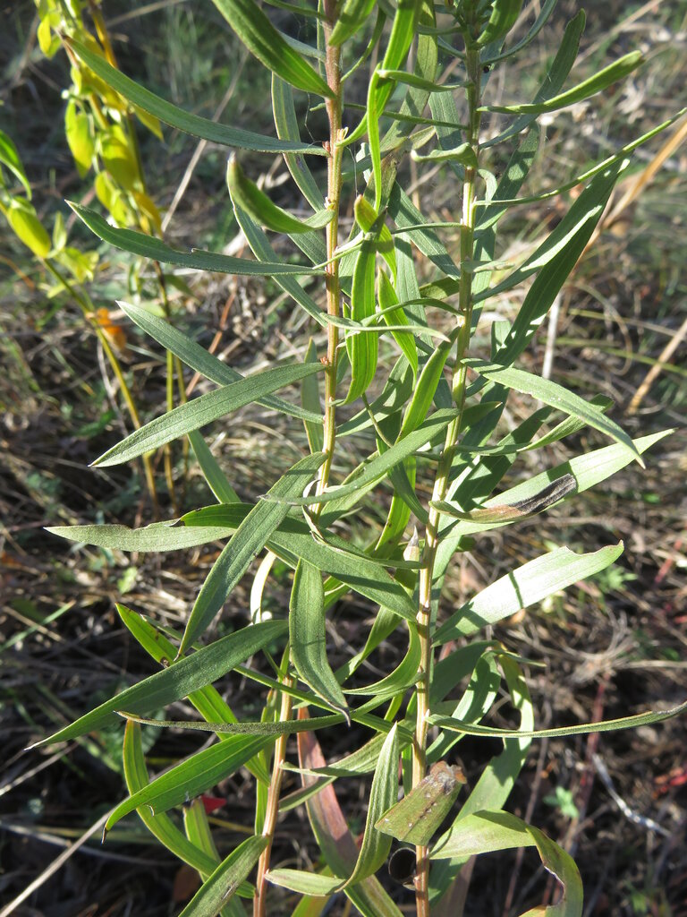 Image of Galatella sedifolia specimen.