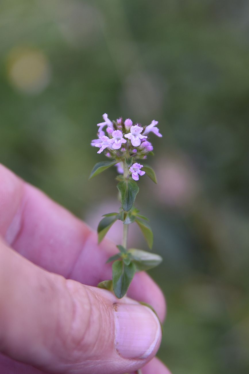 Изображение особи род Thymus.