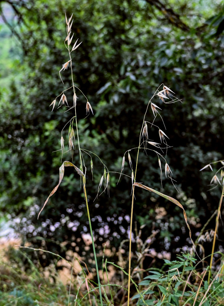 Image of Avena persica specimen.