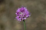 Allium lineare