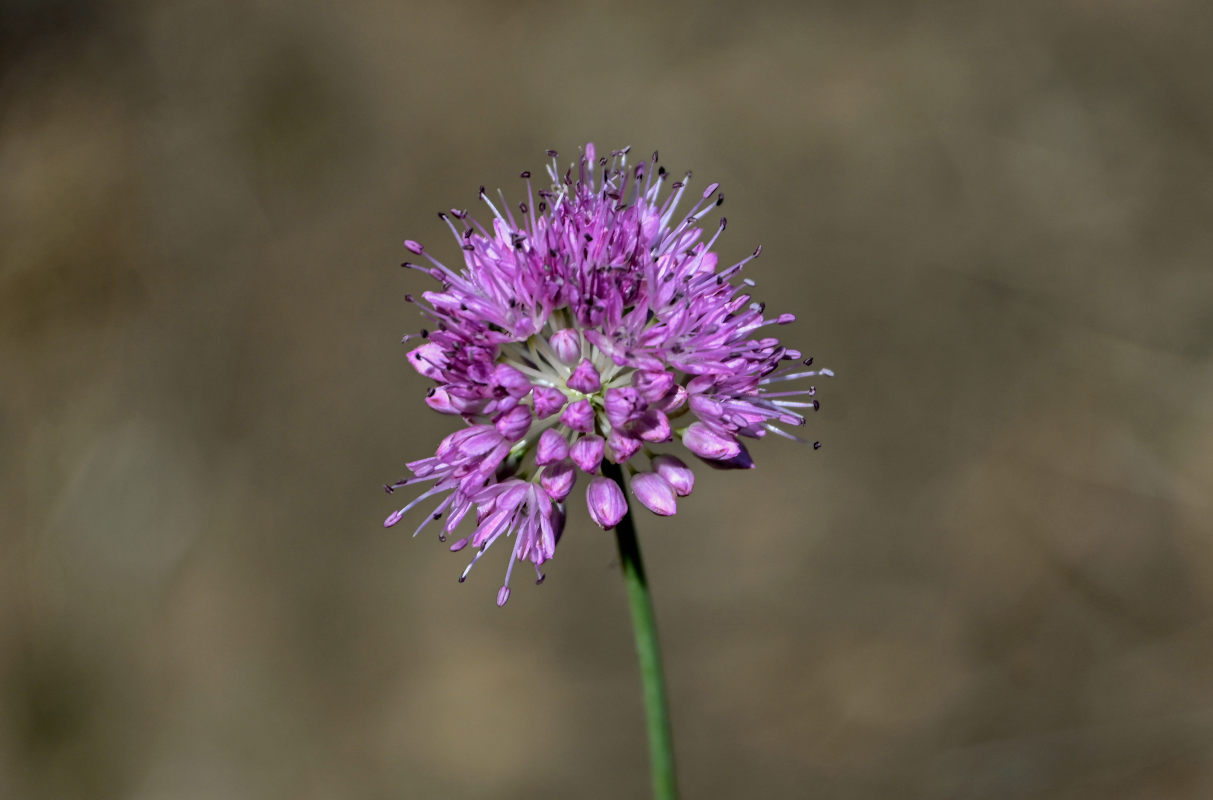 Изображение особи Allium lineare.