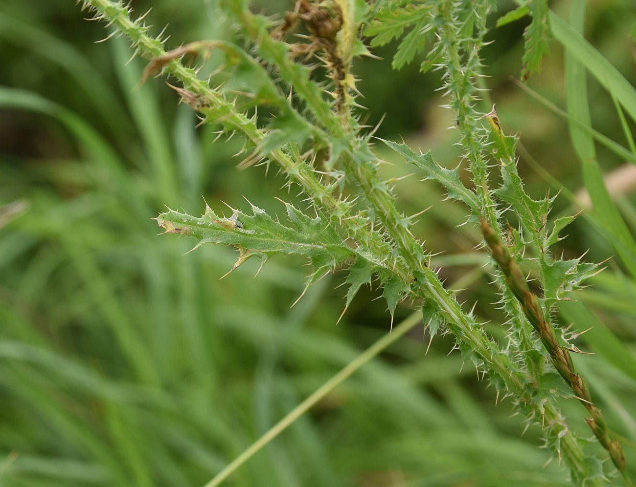 Изображение особи Carduus acanthoides.