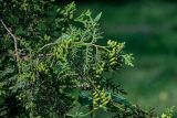 Thuja occidentalis. Верхушка ветви с незрелыми шишками. Ярославская обл., г. Ярославль, в культуре. 02.07.2024.