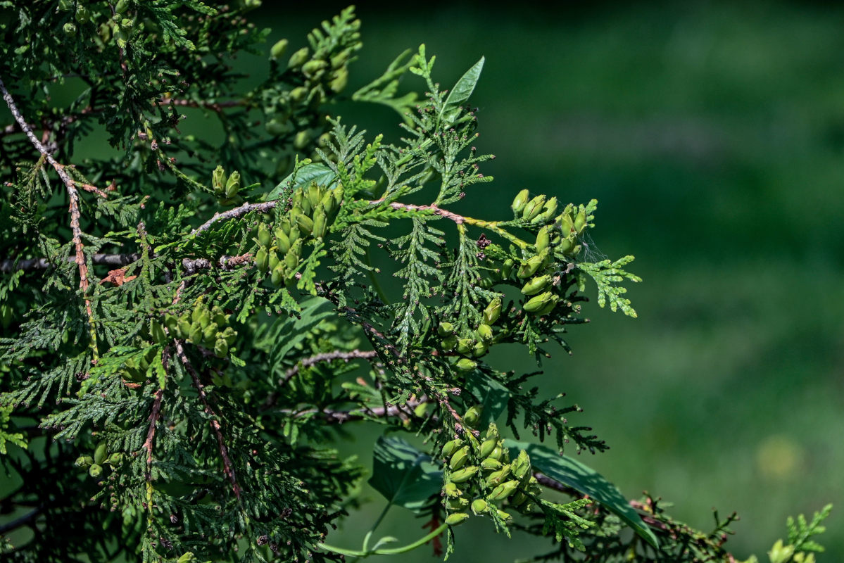 Image of Thuja occidentalis specimen.