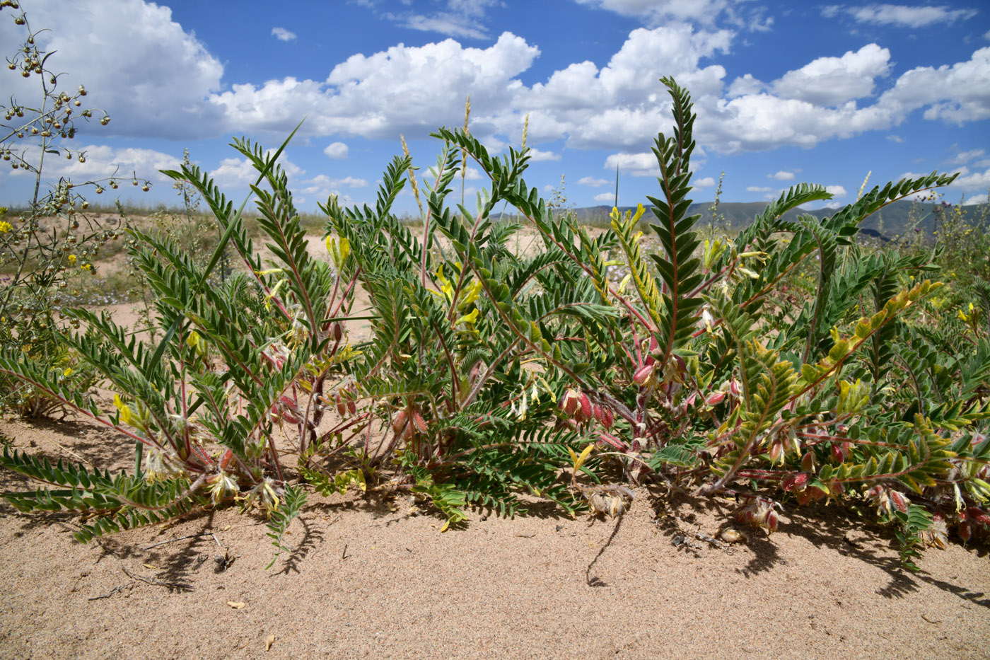 Изображение особи Astragalus rubtzovii.