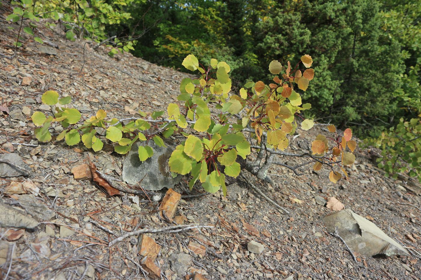 Image of Populus tremula specimen.