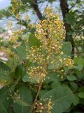 Cotinus coggygria. Соцветие. Крым, Южный Берег, сев. склон горы Аю-Даг, возле туристической тропы. 25.05.2024.