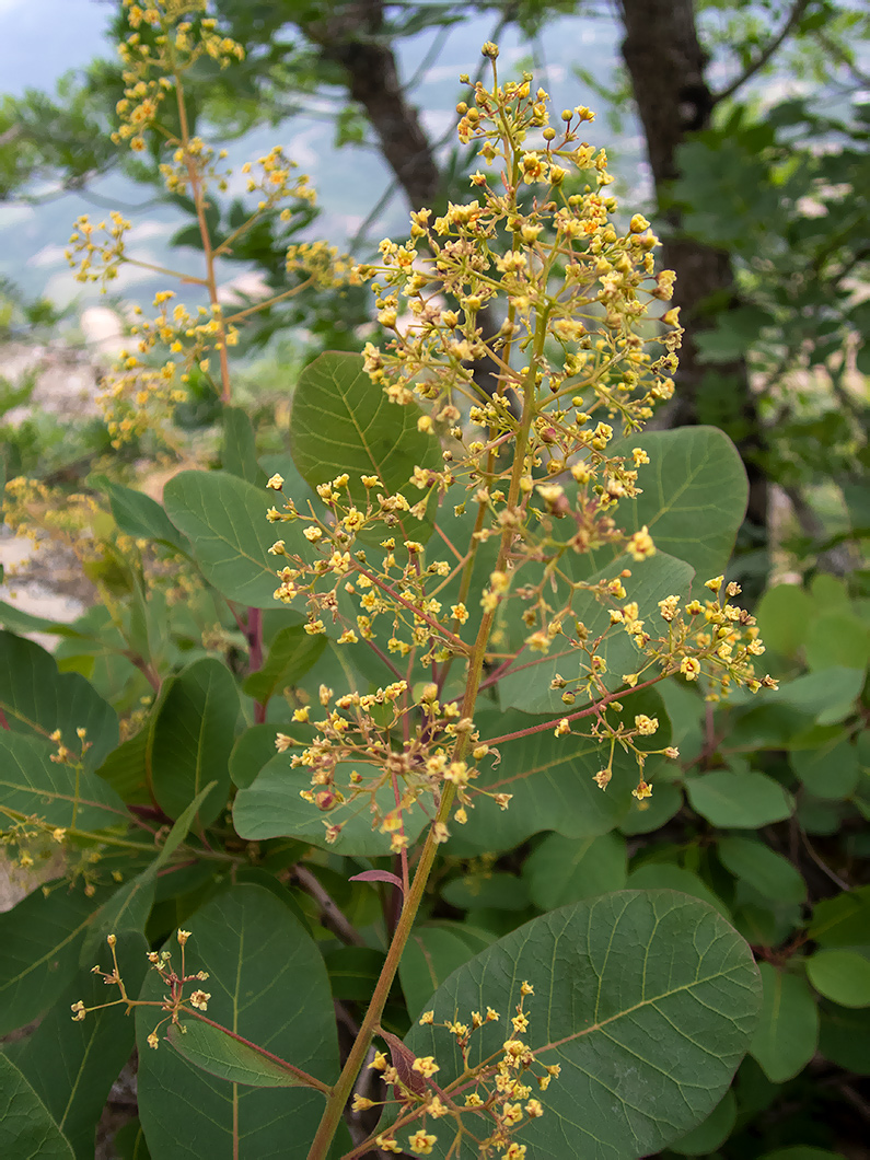 Изображение особи Cotinus coggygria.