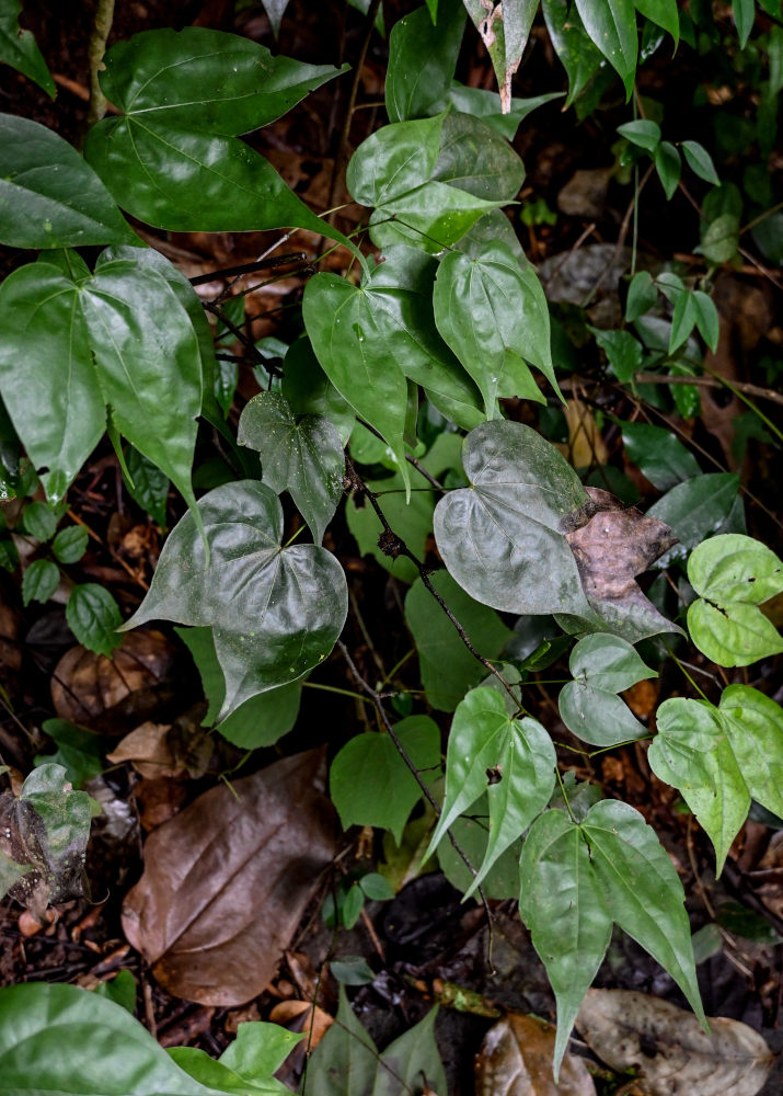 Image of Bauhinia championii specimen.