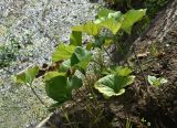 Petasites spurius