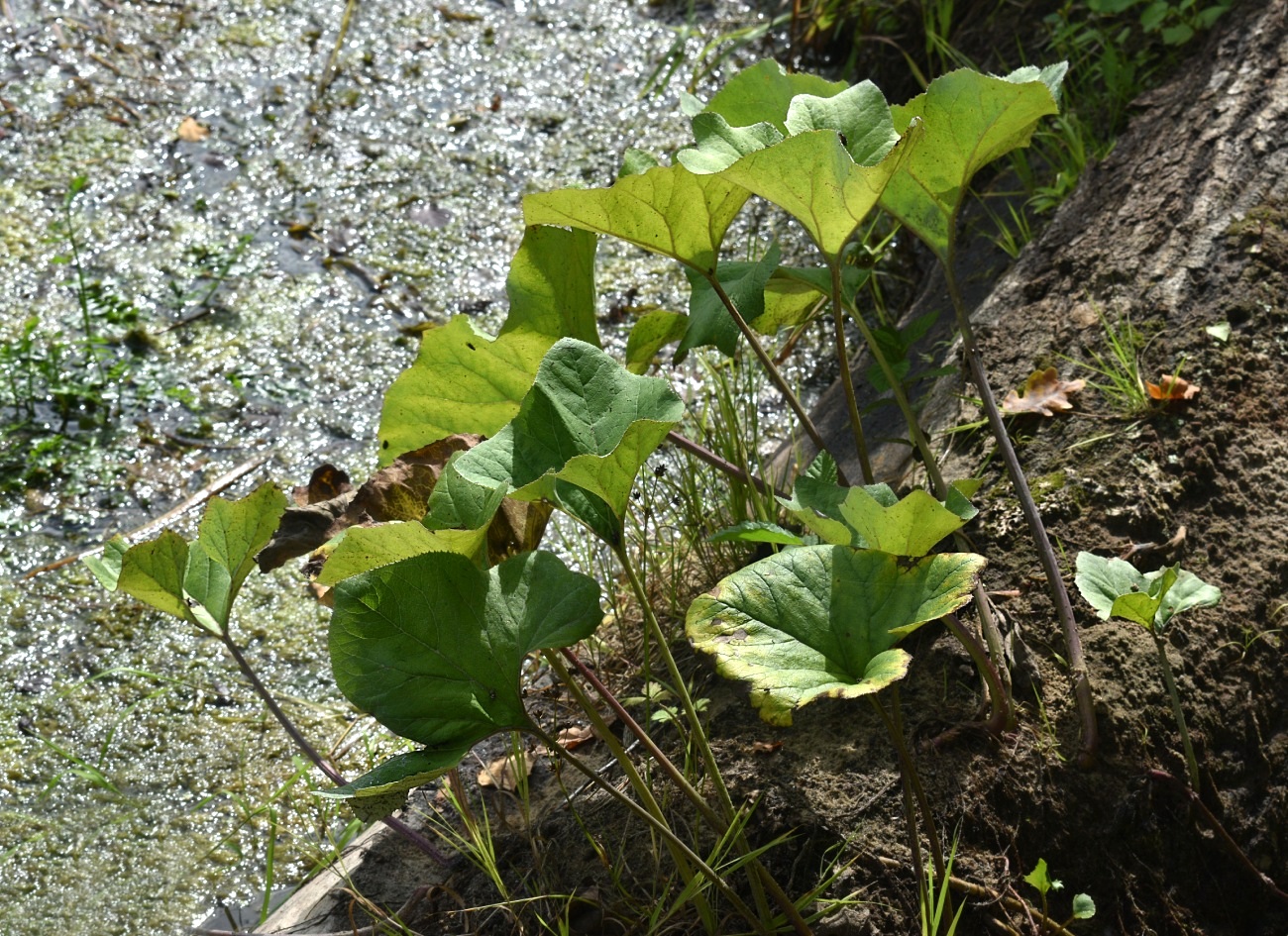 Image of Petasites spurius specimen.