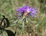 Centaurea подвид vinyalsii