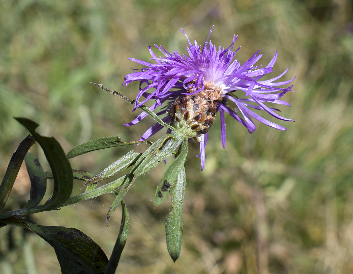 Image of Centaurea jacea ssp. vinyalsii specimen.