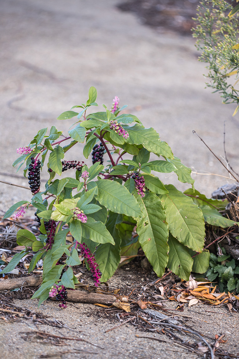 Image of Phytolacca americana specimen.