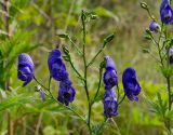 Aconitum napellus