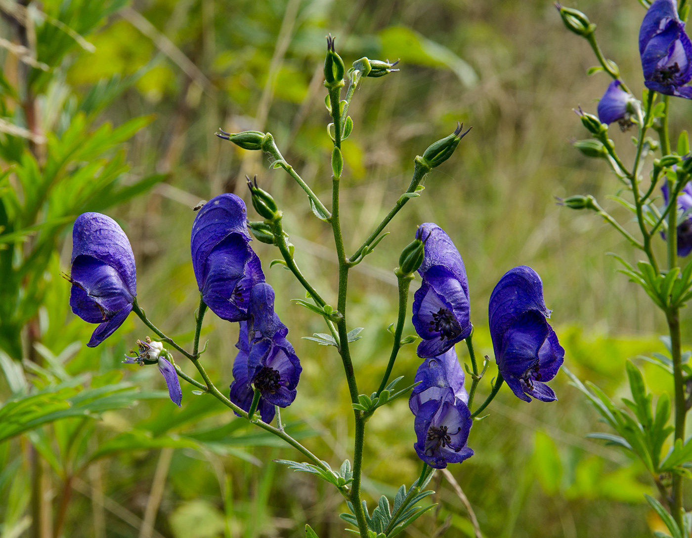 Изображение особи Aconitum napellus.