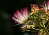 Albizia julibrissin