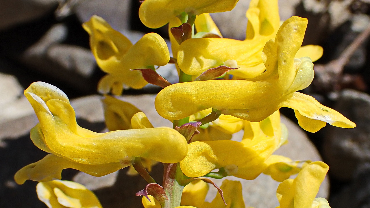 Image of Corydalis speciosa specimen.