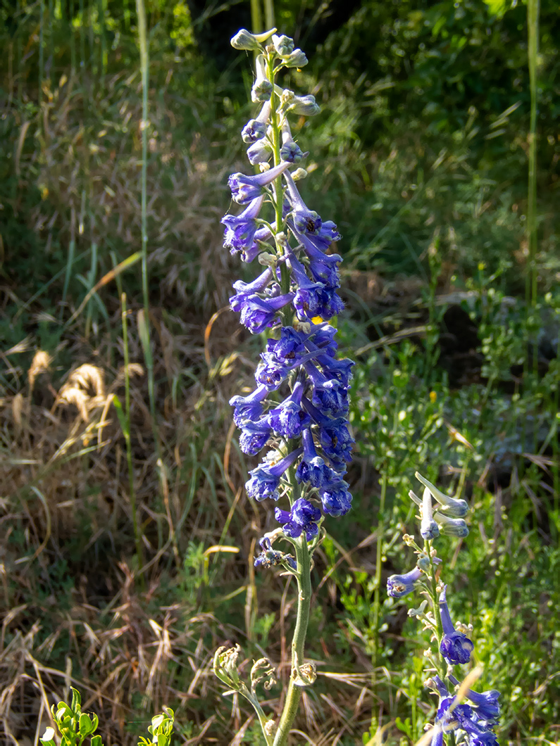 Image of Delphinium fissum specimen.