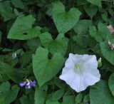 Calystegia silvatica. Цветущее растение. Грузия, Самцхе-Джавахети, г. Боржоми, окр. Серных бассейнов, Боржомское ущ., правый борт долины, заросли молодой липы. 28 мая 2018 г.