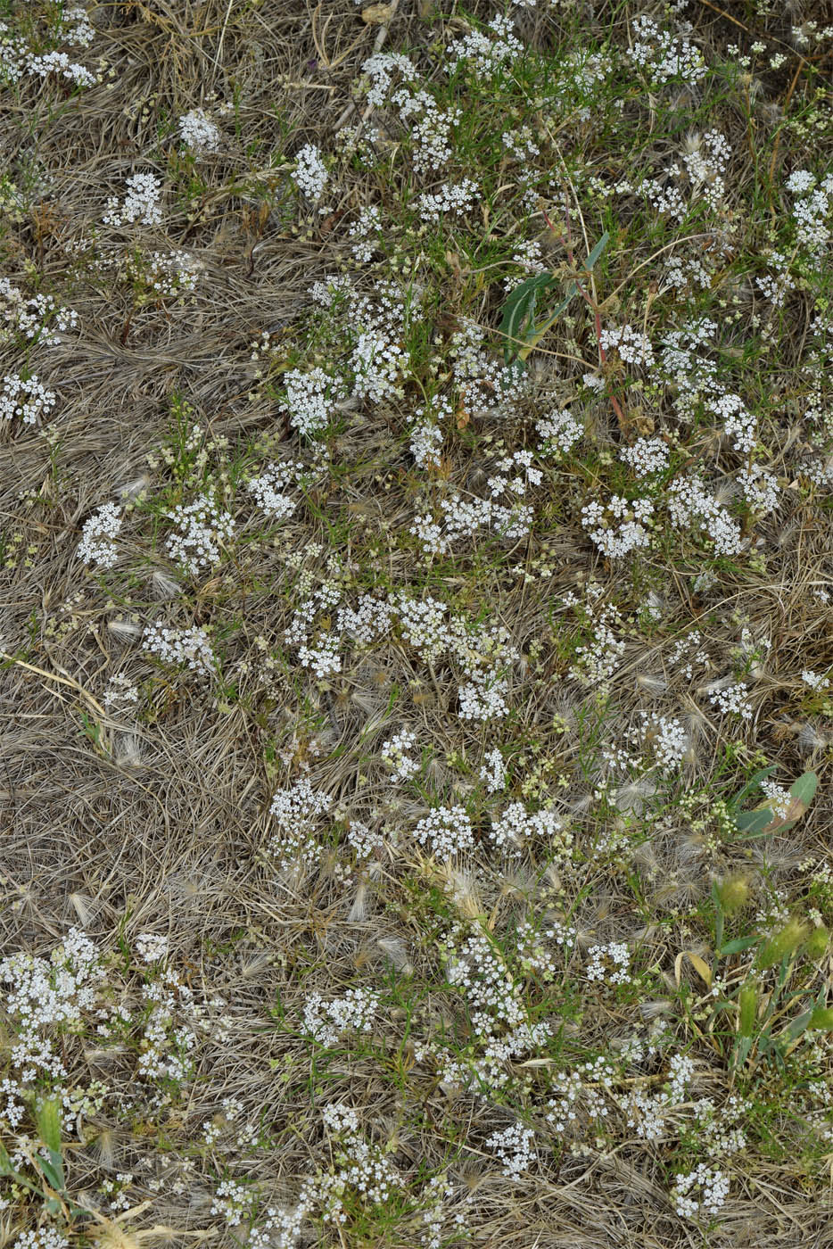 Изображение особи Aphanopleura capillifolia.