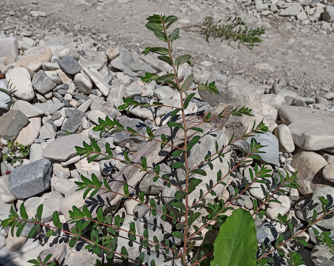 Image of Euphorbia nutans specimen.