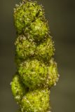 Sparganium microcarpum