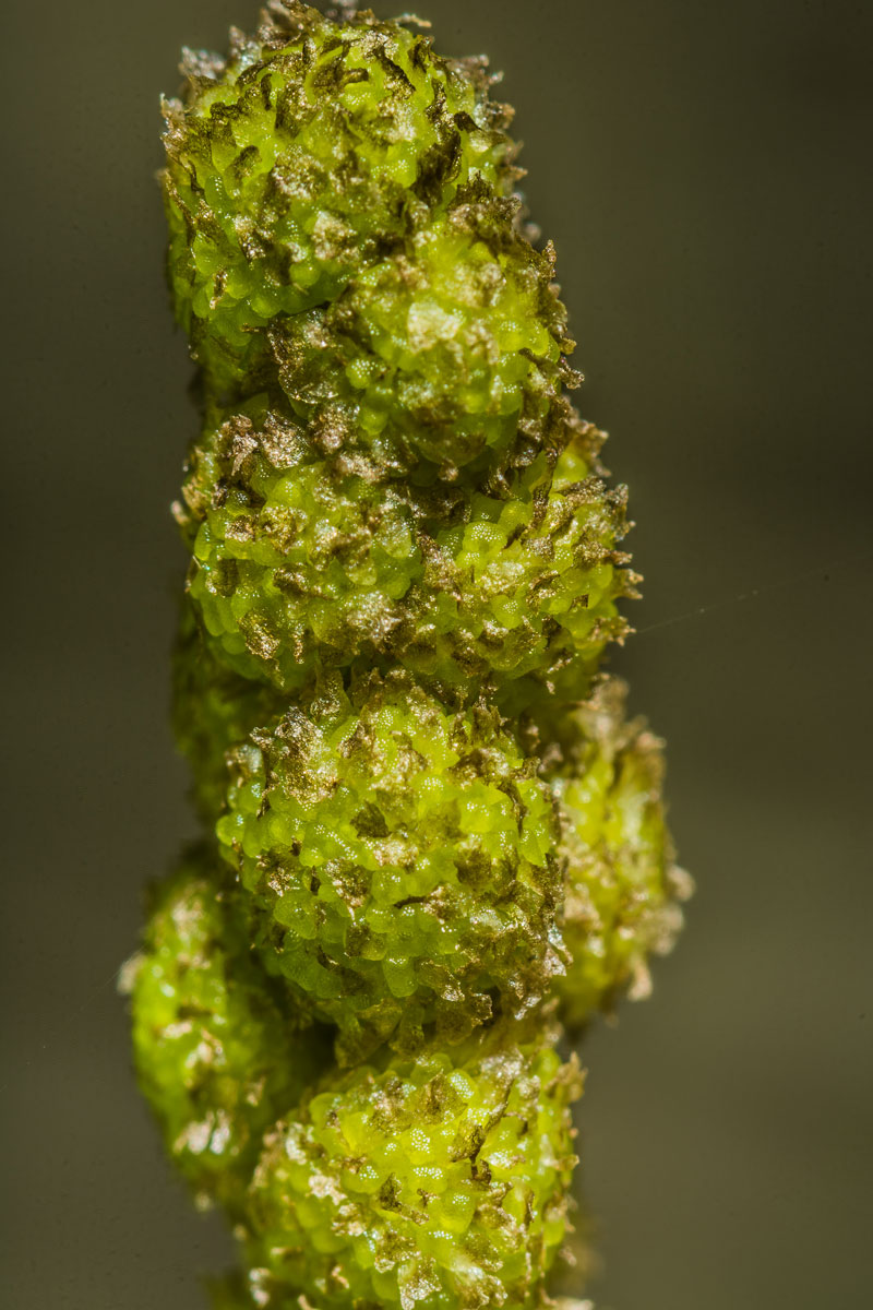 Image of Sparganium microcarpum specimen.