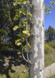 View full-size image Platanus × acerifolia