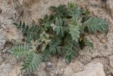 Смотреть изображение род Astragalus