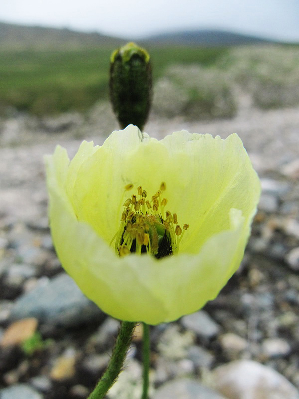 Изображение особи Papaver lapponicum ssp. jugoricum.