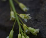 View full-size image Turritis glabra
