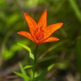 View full-size image Lilium buschianum