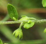 Смотреть изображение Bothriospermum tenellum