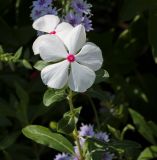 View full-size image Catharanthus roseus