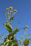 View full-size image Inula helenium