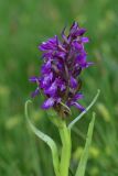 View full-size image genus Dactylorhiza