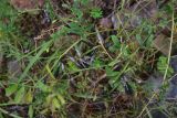 View full-size image genus Vicia