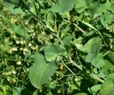View full-size image Rumex scutatus