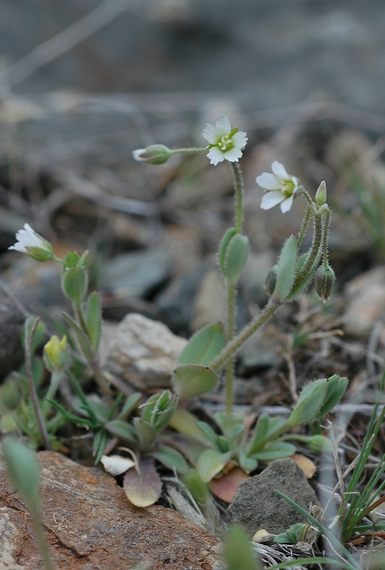 Изображение особи Holosteum umbellatum.