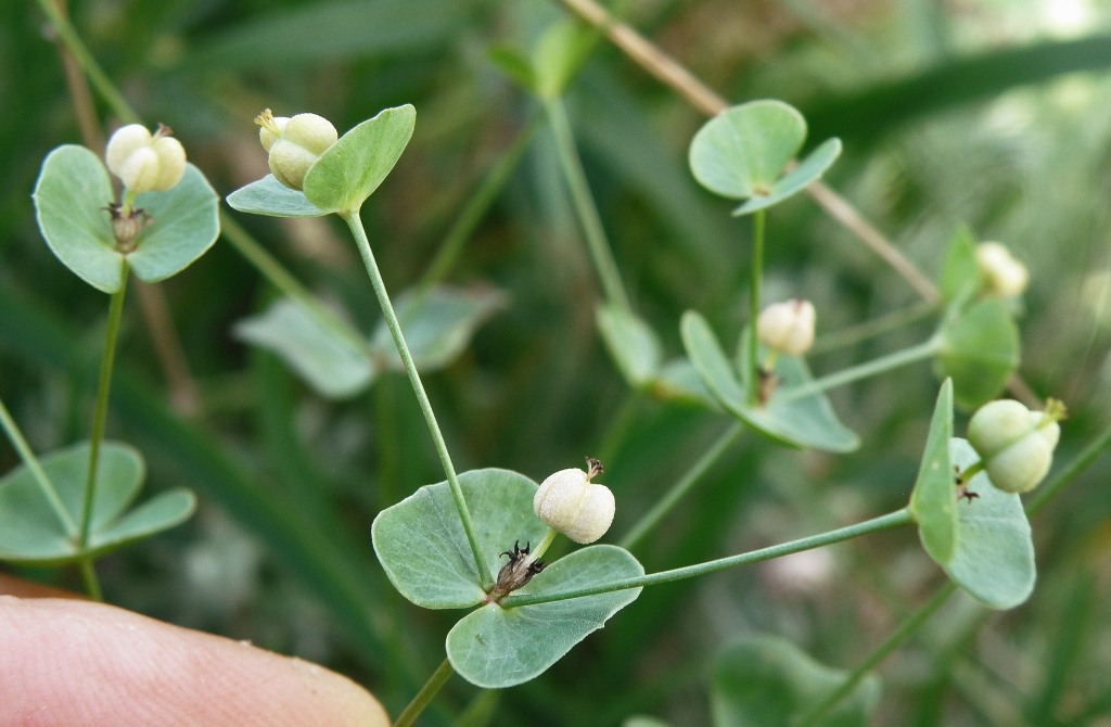 Image of Euphorbia leptocaula specimen.