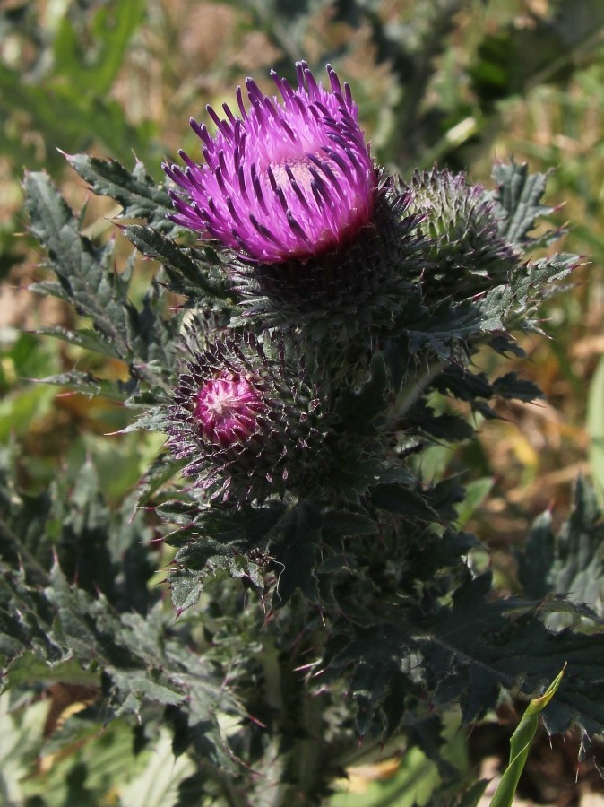 Image of Carduus crispus specimen.