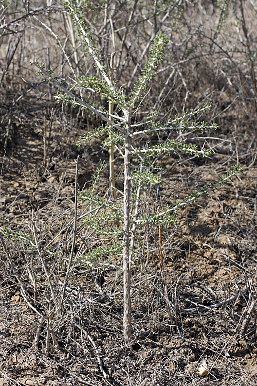 Изображение особи Lycium ruthenicum.