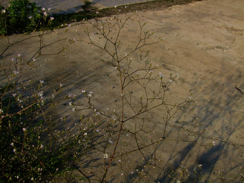 Image of Gypsophila perfoliata specimen.