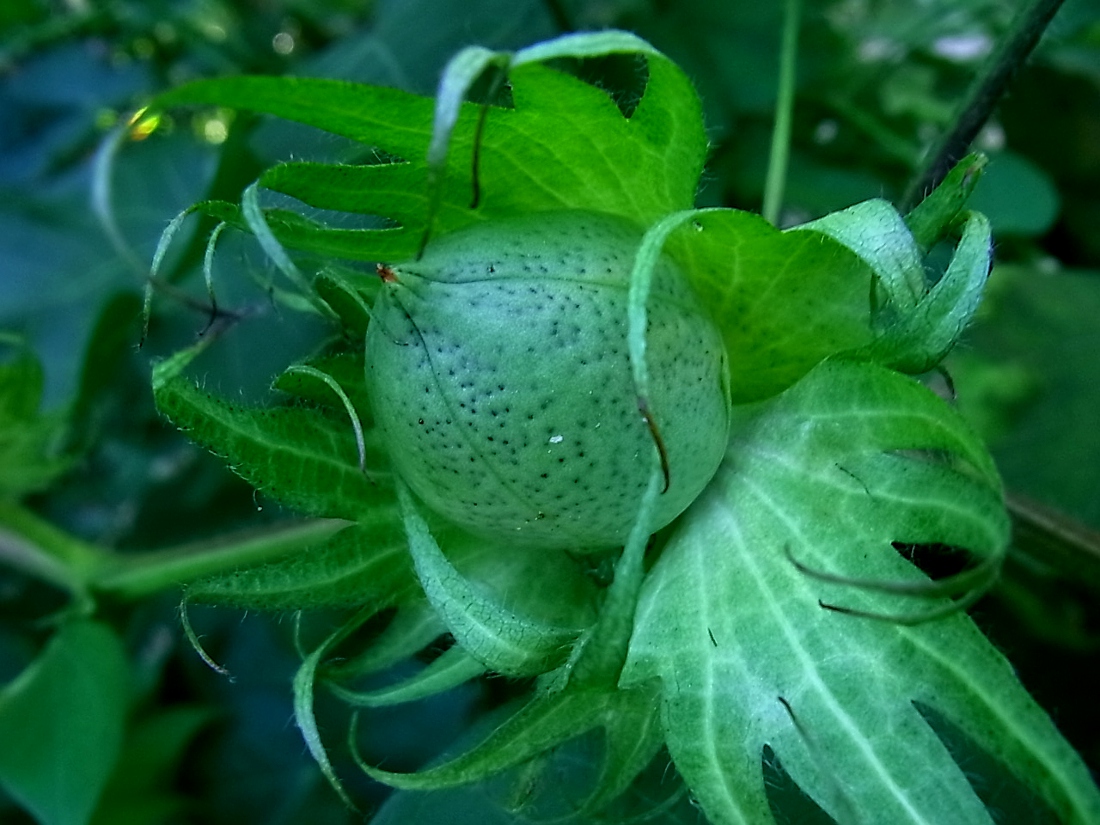 Изображение особи Gossypium hirsutum.