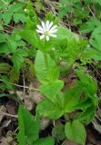 Stellaria nemorum