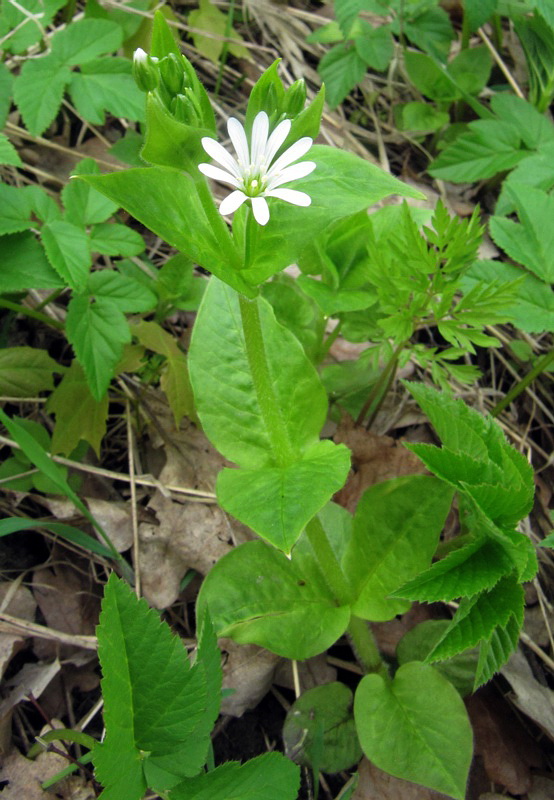 Image of Stellaria nemorum specimen.