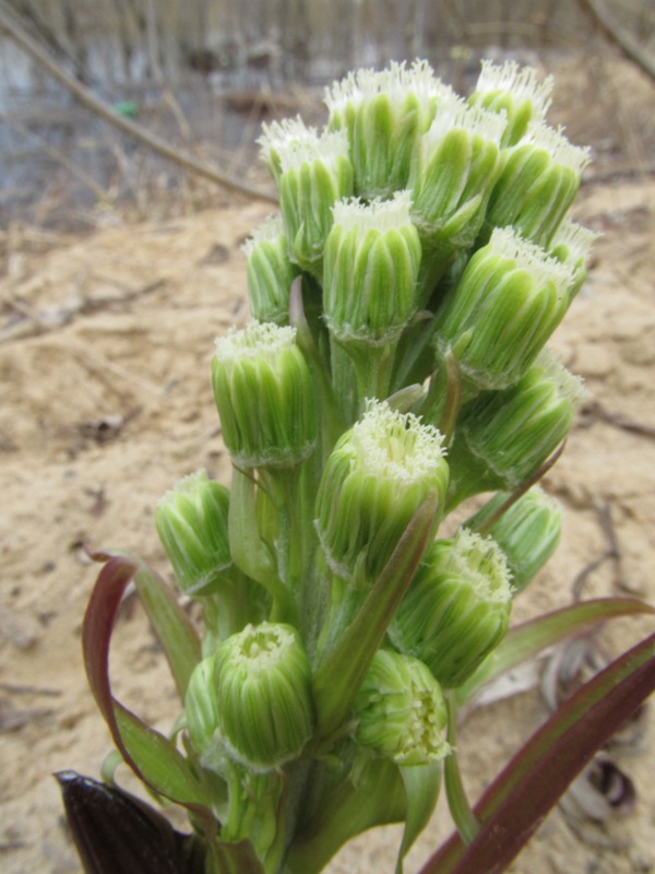 Image of Petasites spurius specimen.