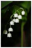 Convallaria majalis